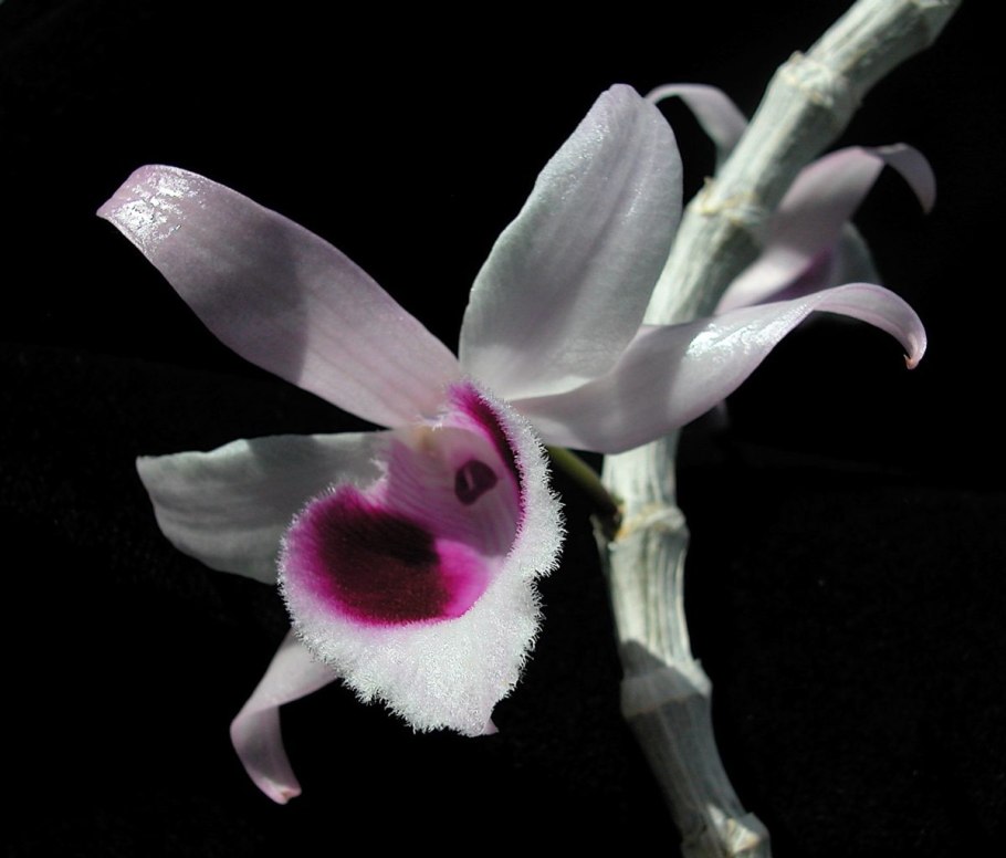 Дендробиум ДЕЛИКАТУЛУМ