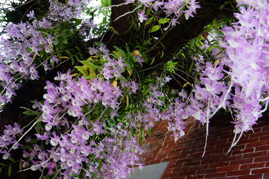 Дендробиум аносмум Альба