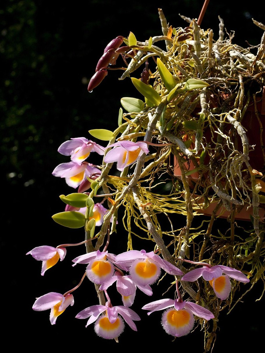 Дендробиум maccarthiae