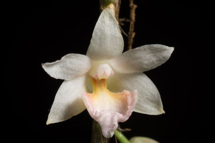 Dendrobium aphyllum Alba