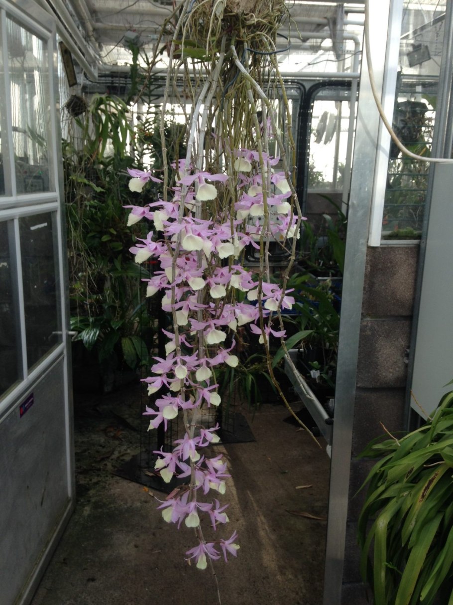 Dendrobium harveyanum