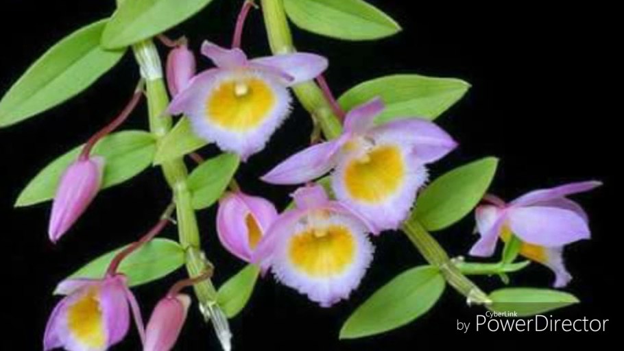 Орхидея Дендробиум лоддигеза