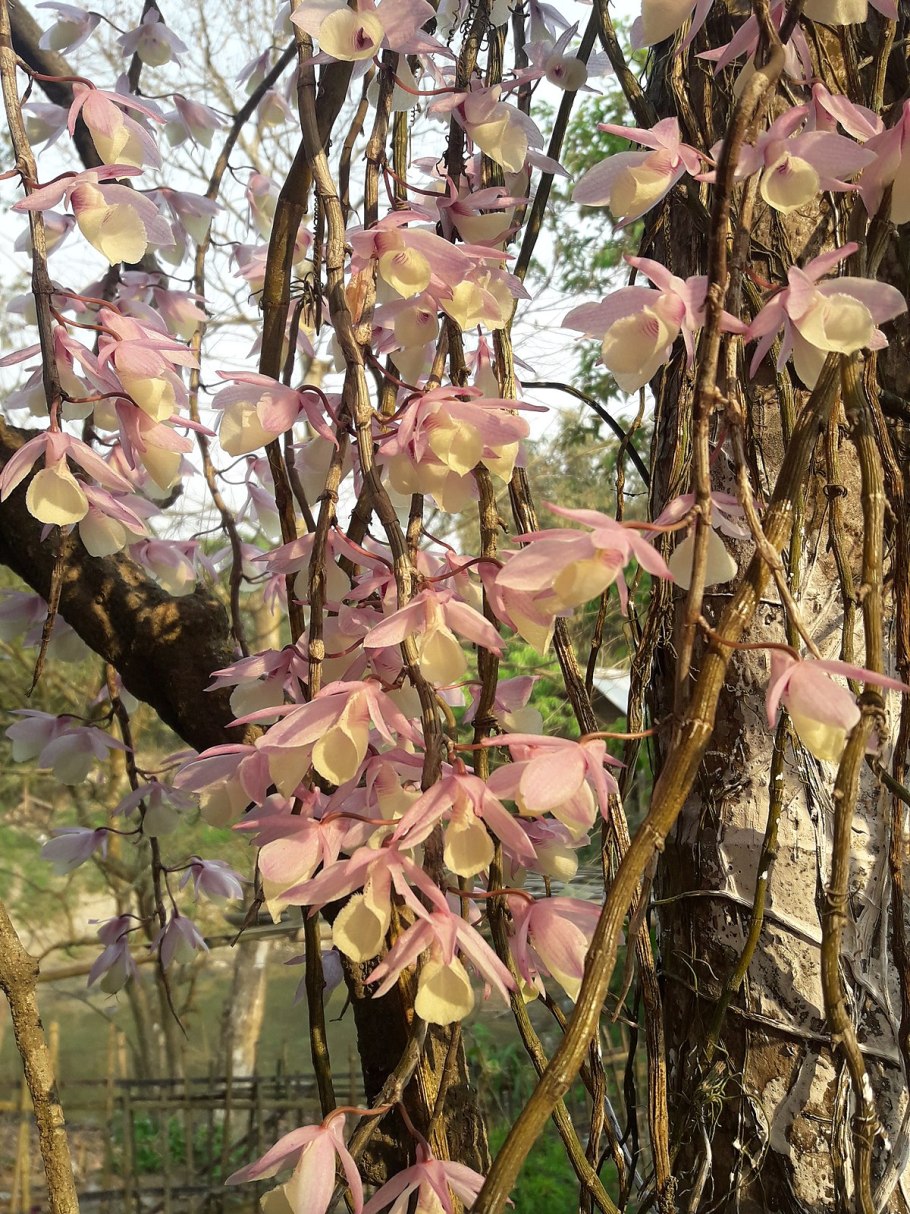Dendrobium aphyllum