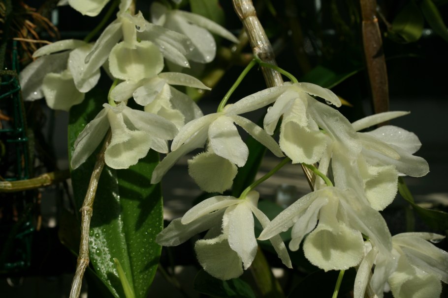 Дендробиум безлистный