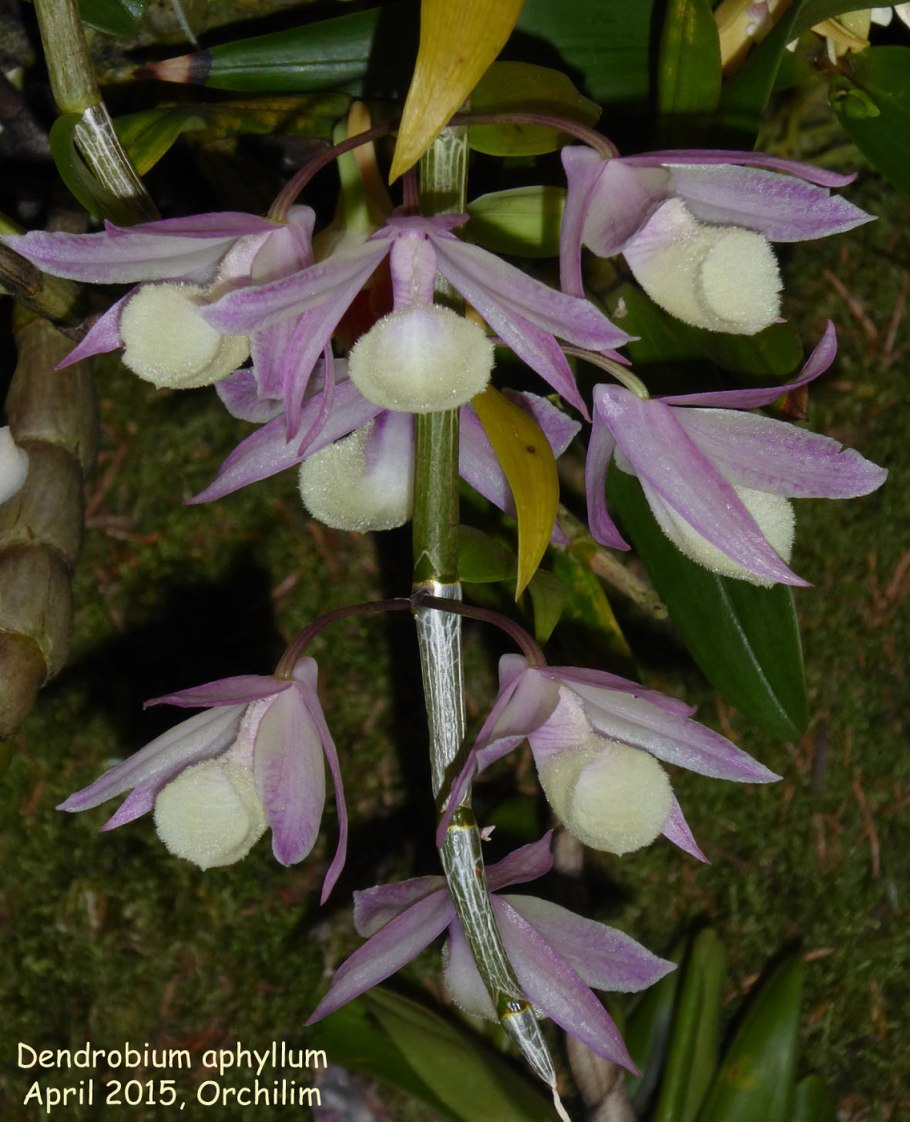 Dendrobium aphyllum