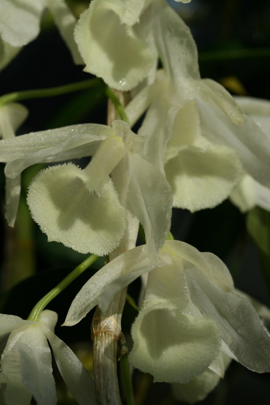 Дендробиум лоддигеза