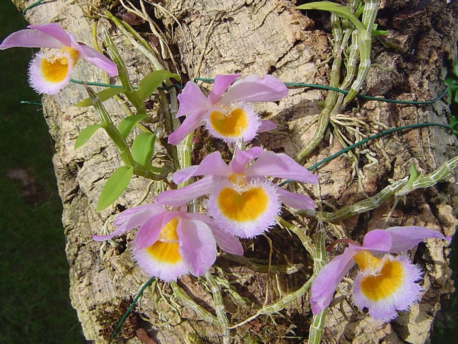 Дендробиум loddigesii