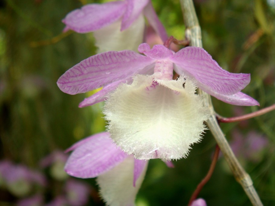 Дендробиум афиллум