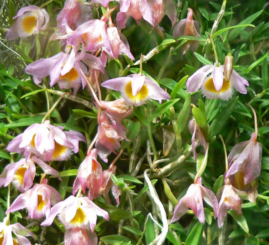 Дендробиум superbum sib