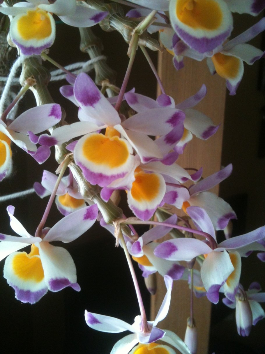 Dendrobium sanderae var. Luzonicum