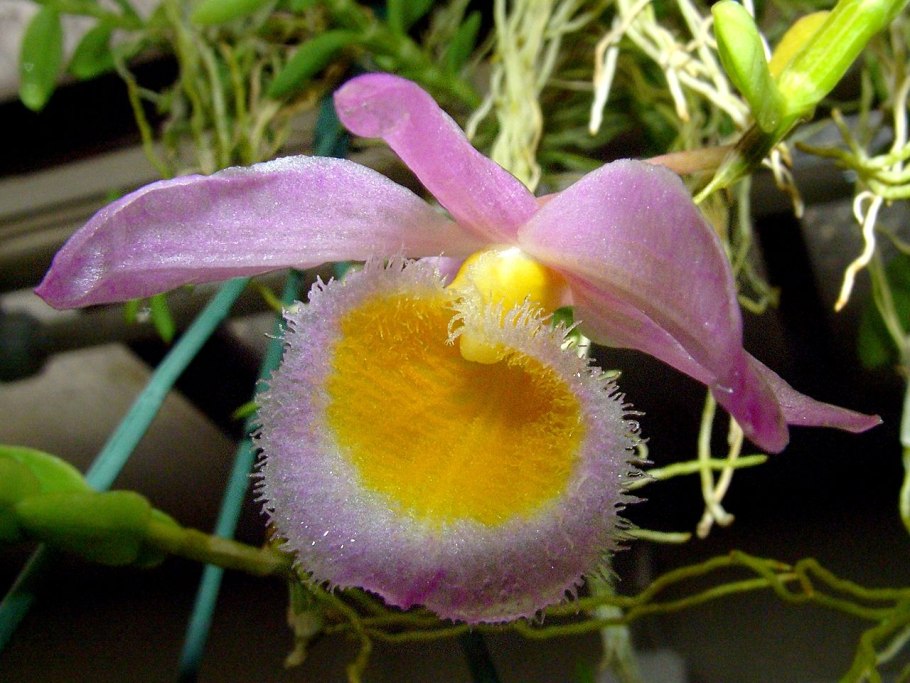 Дендробиум афиллум