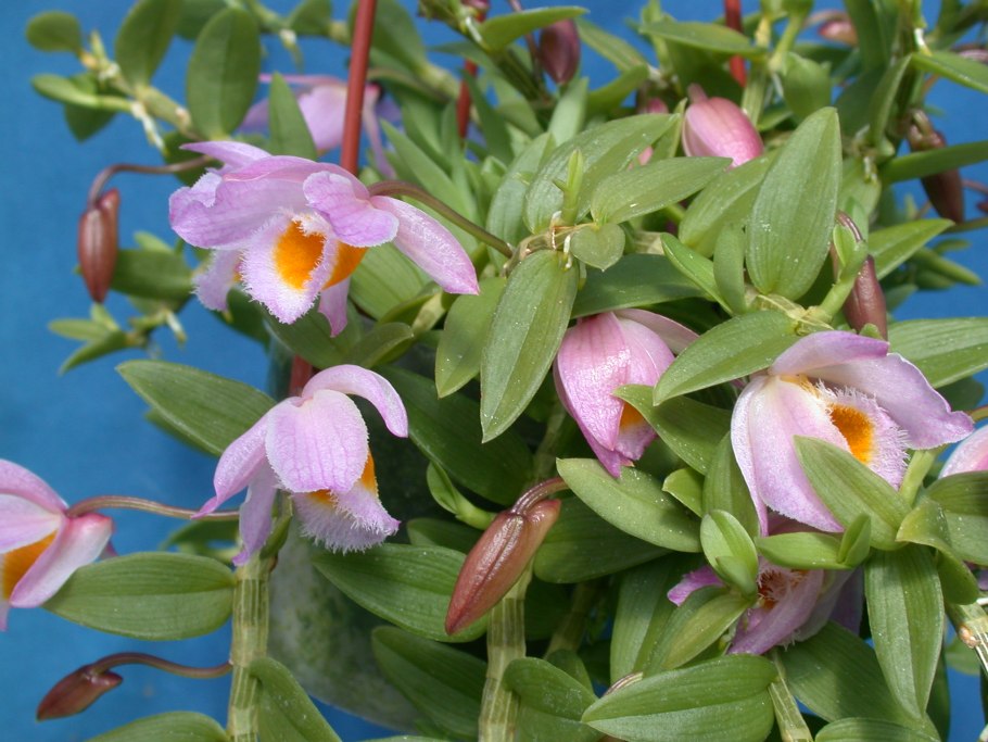 Дендробиум апхуллум