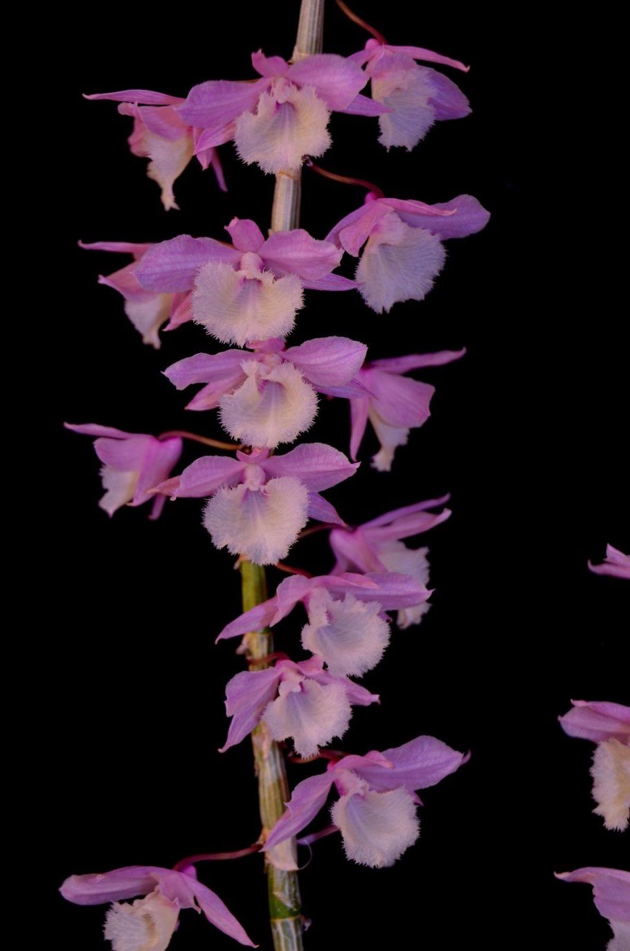 Дендробиум pierardii