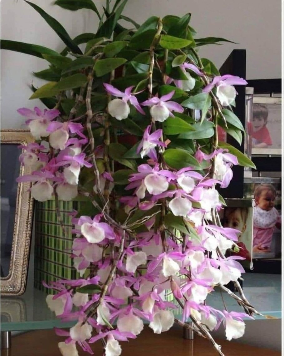 Орхидея дендробиум ванда