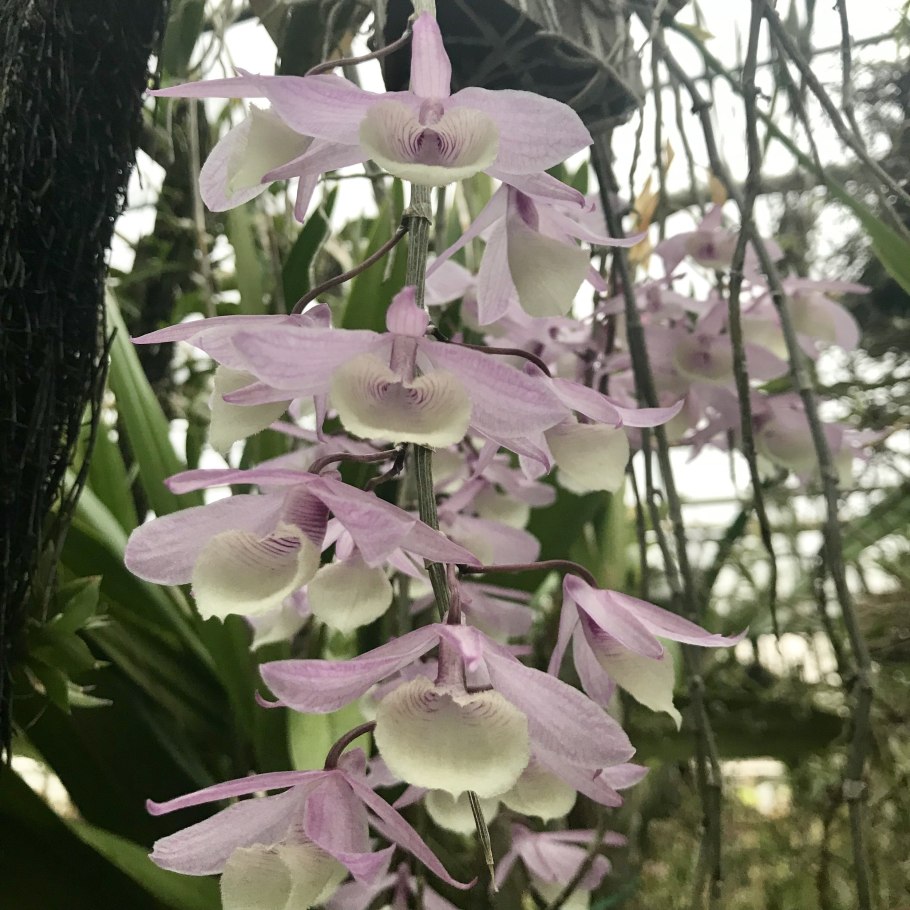 Денд пьерарди