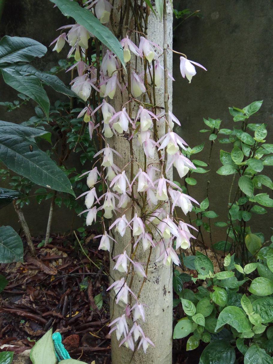 Дендробиум форбези