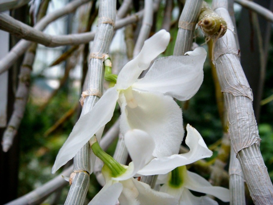 Орхидея Dendrobium loddigesii