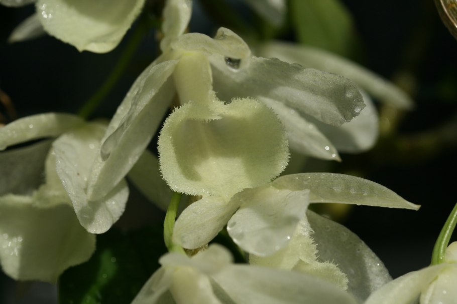 Дендробиум пьерарди лоддигези