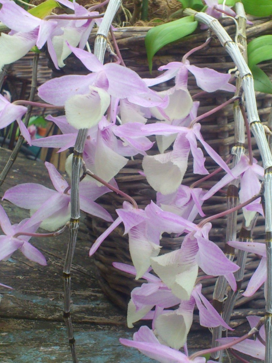 Дендробиум афиллум