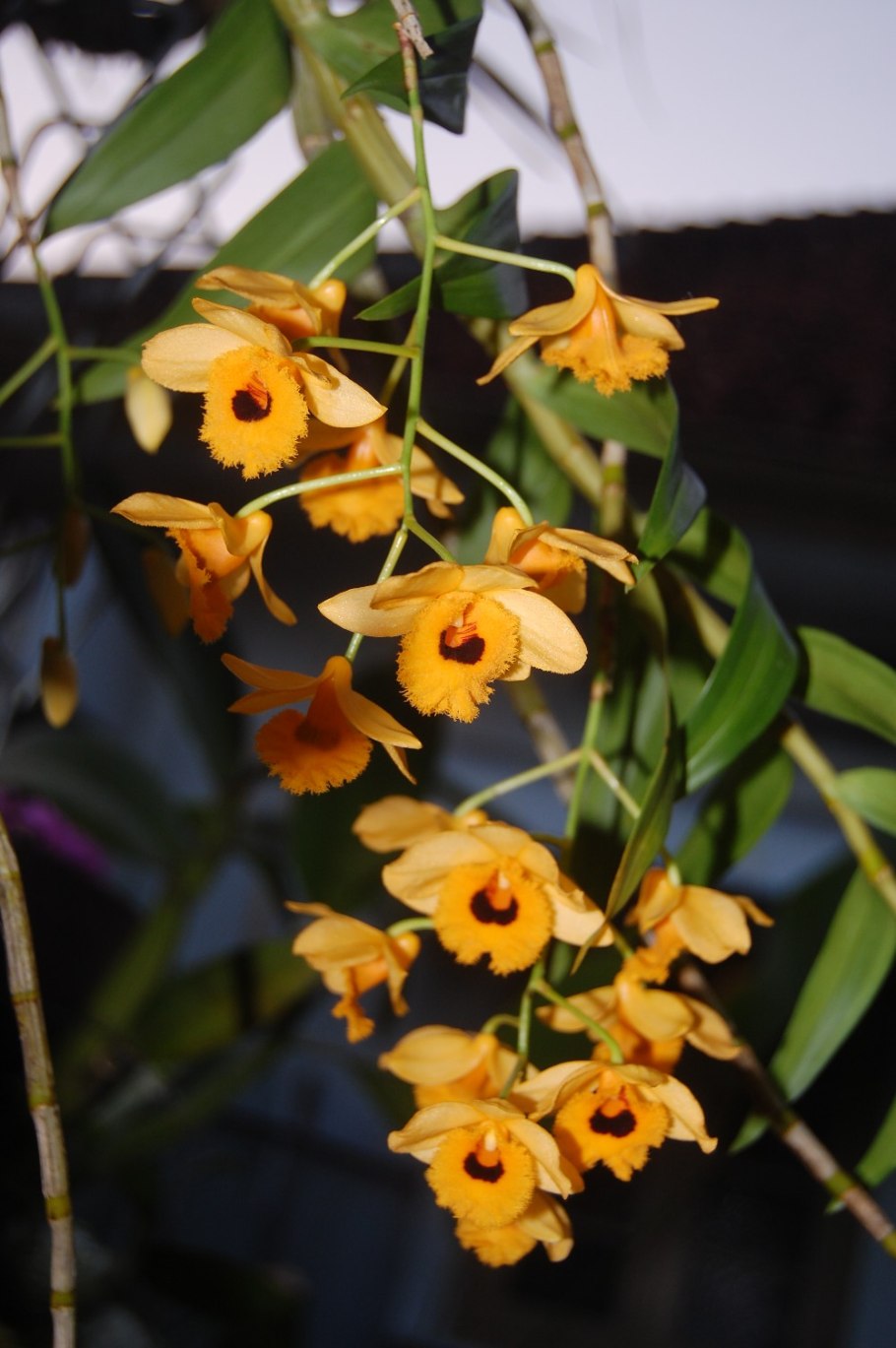 Дендробиум афиллум