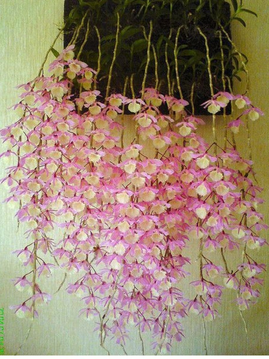 Орхидеи дендробиум