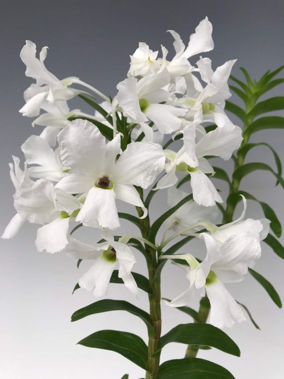 Дендробиум devonianum