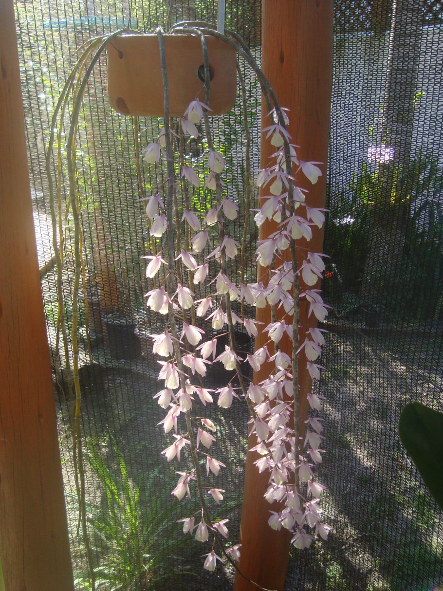 Dendrobium candidum