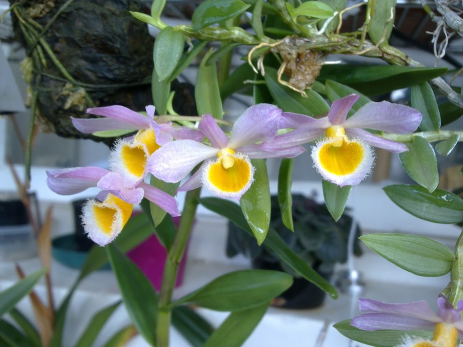 Дендробиум loddigesii