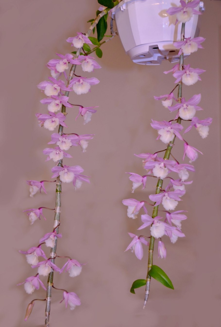 Дендробиум санок белая