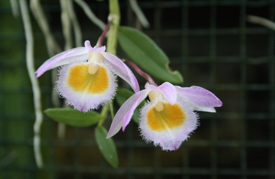 Дендробиум Эмма