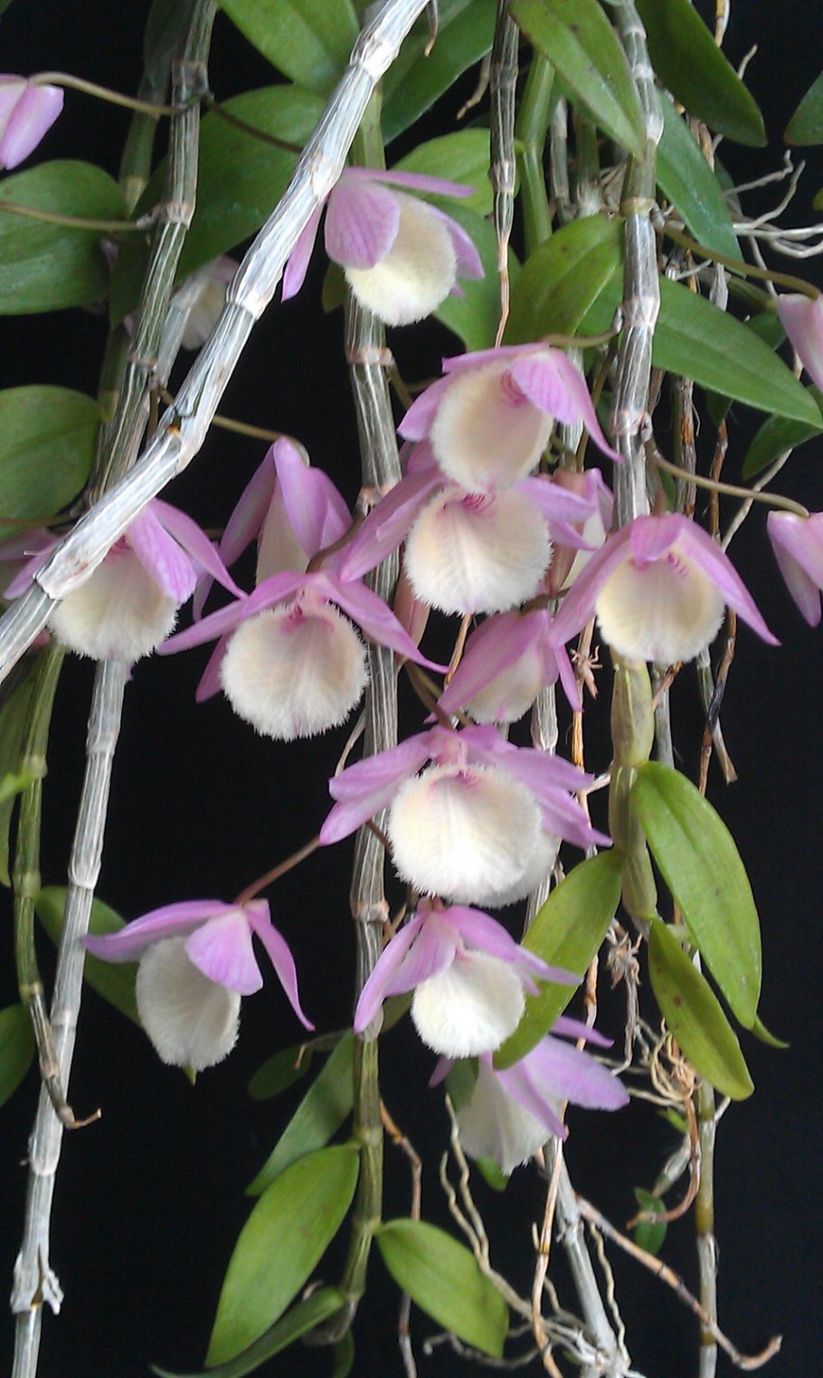 Дендробиум pierardii