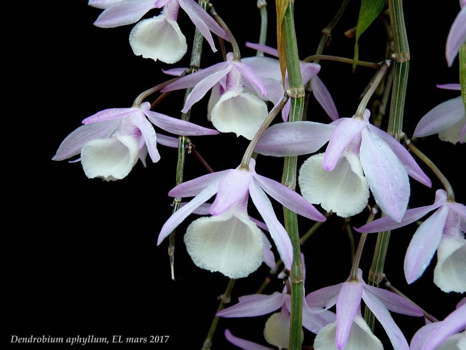 Дендробиум афиллум
