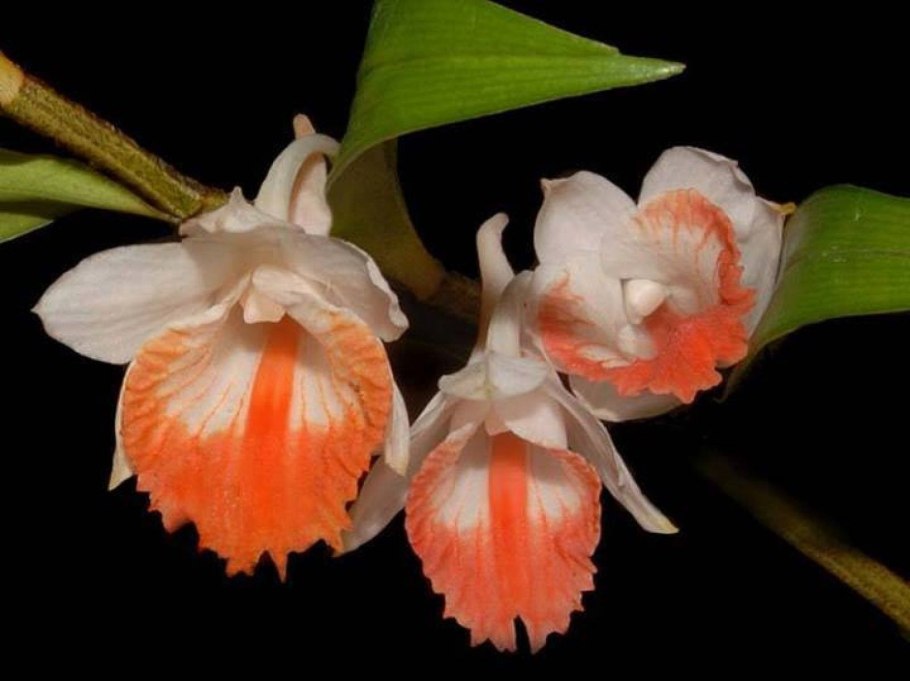 Dendrobium chrysocrepis