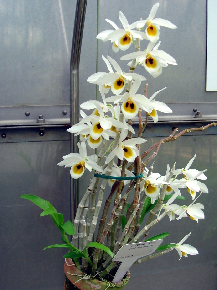 Dendrobium chapaense