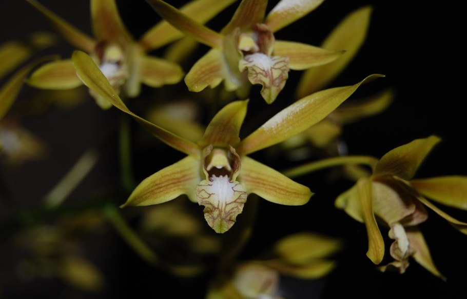 Орхидея Дендробиум Ванда