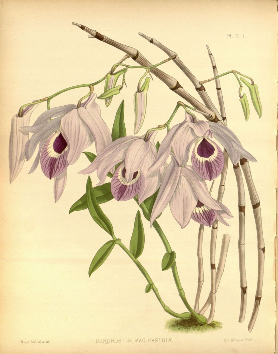 Dendrobium oligophyllum