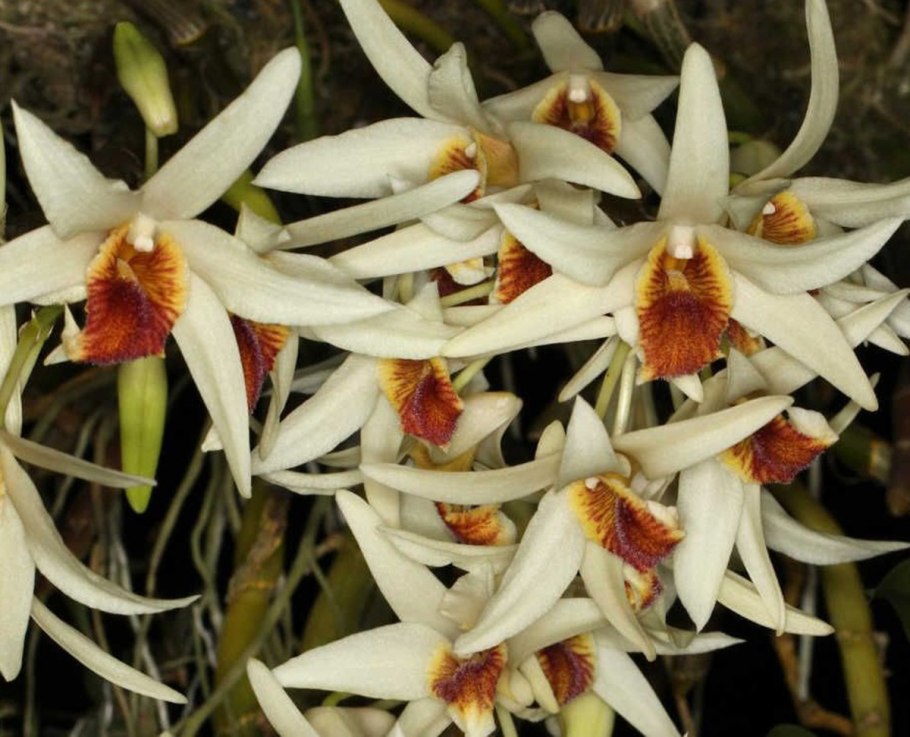 Дендробиум Альба