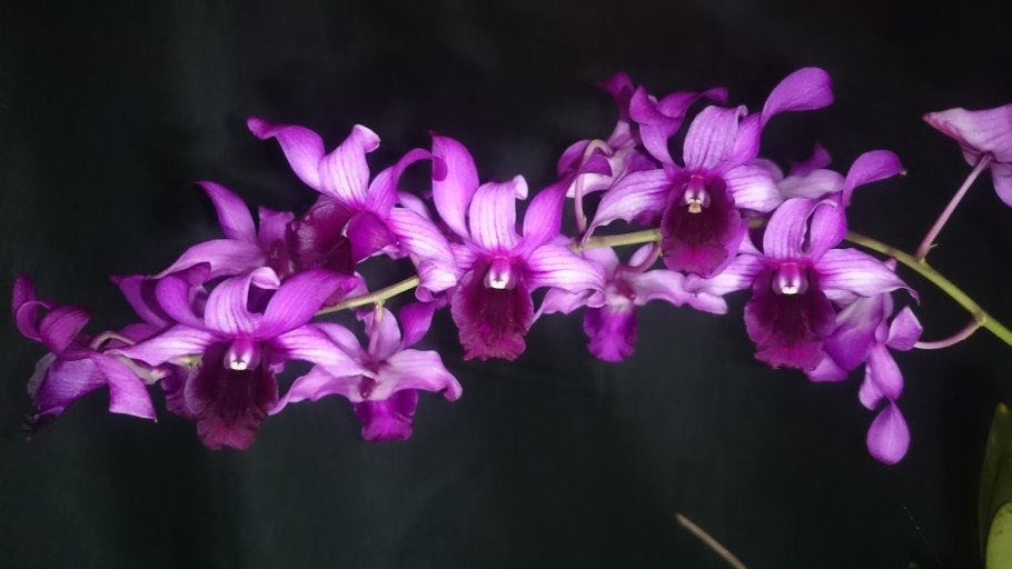 Орхидея Дендробиум висячая