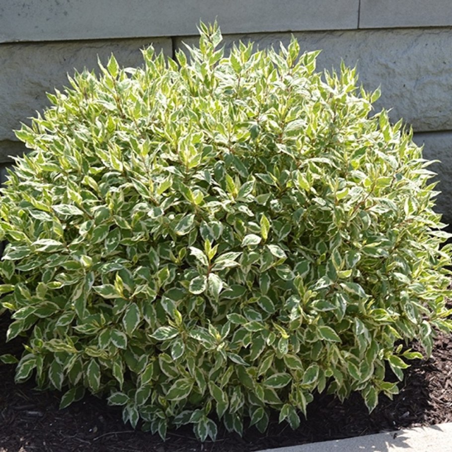 Растение бересклет Форчуна