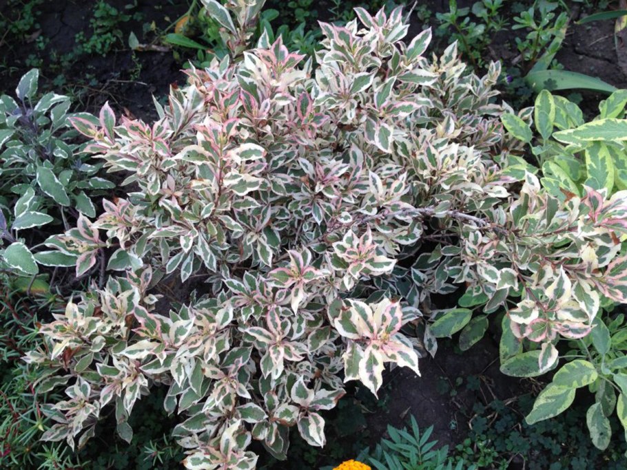 Вейгела монет (Monet)