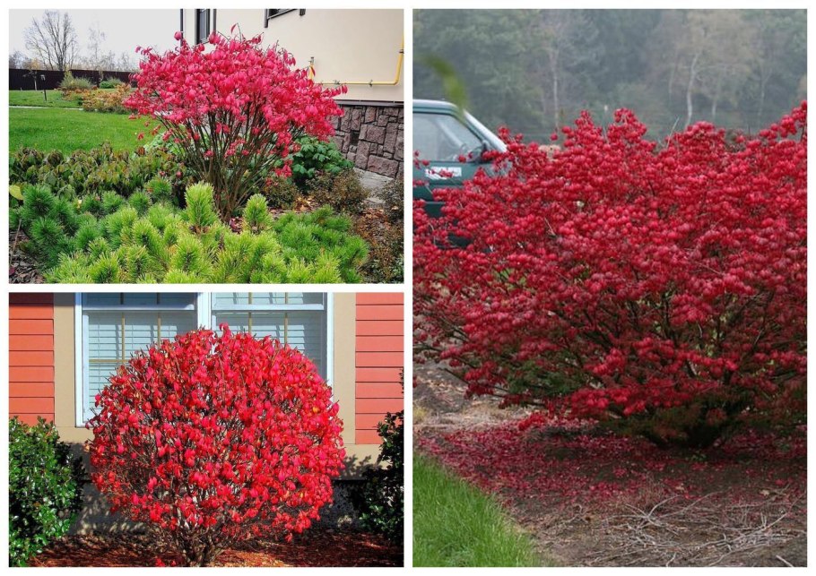 Дерен Элегантиссима Живая изгородь