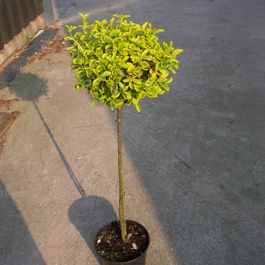 Ива цельнолистная Хакуро-нишики