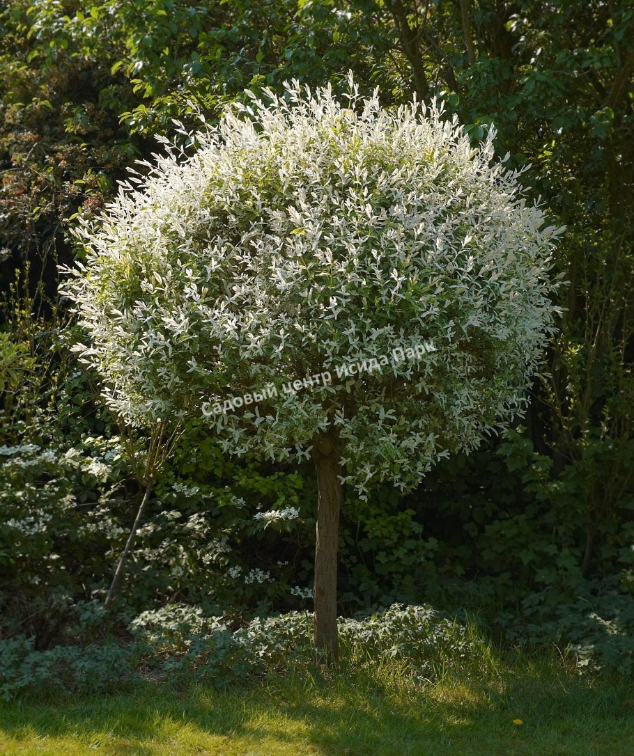 Бересклет Форчуна Эмеральд Голд