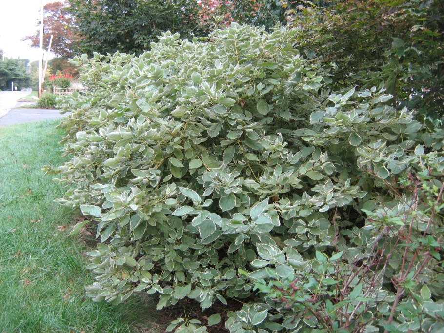 Дерен краснолистный кустарник