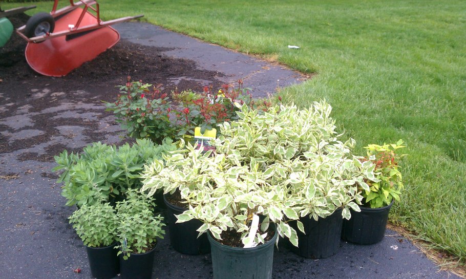 Клен ясенелистный Вариегатум