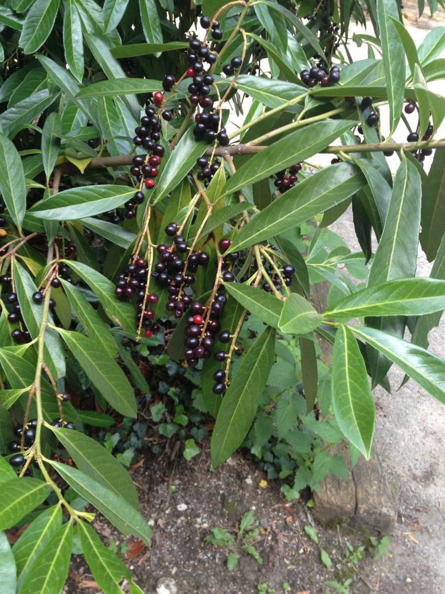 Кумарис куст