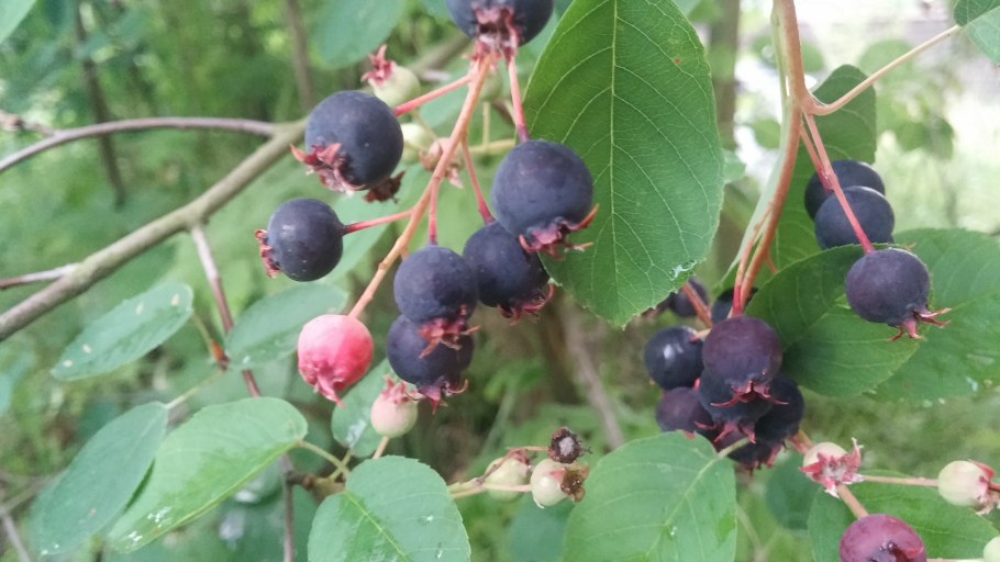 Ирга жимолость