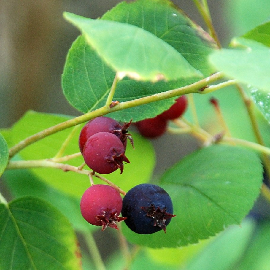 Кустовые ягоды