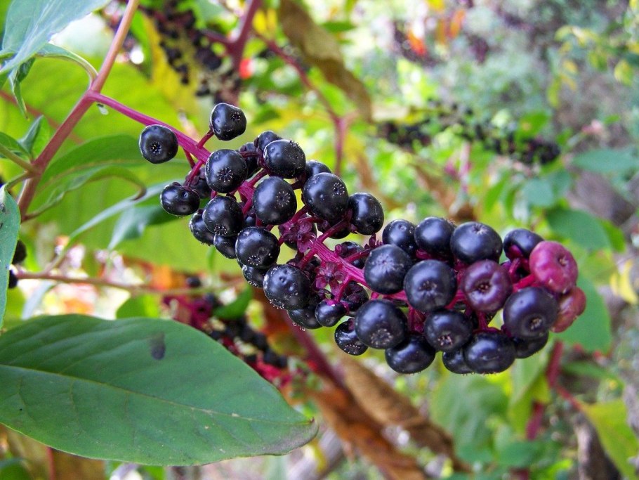 Растение с черными ягодами