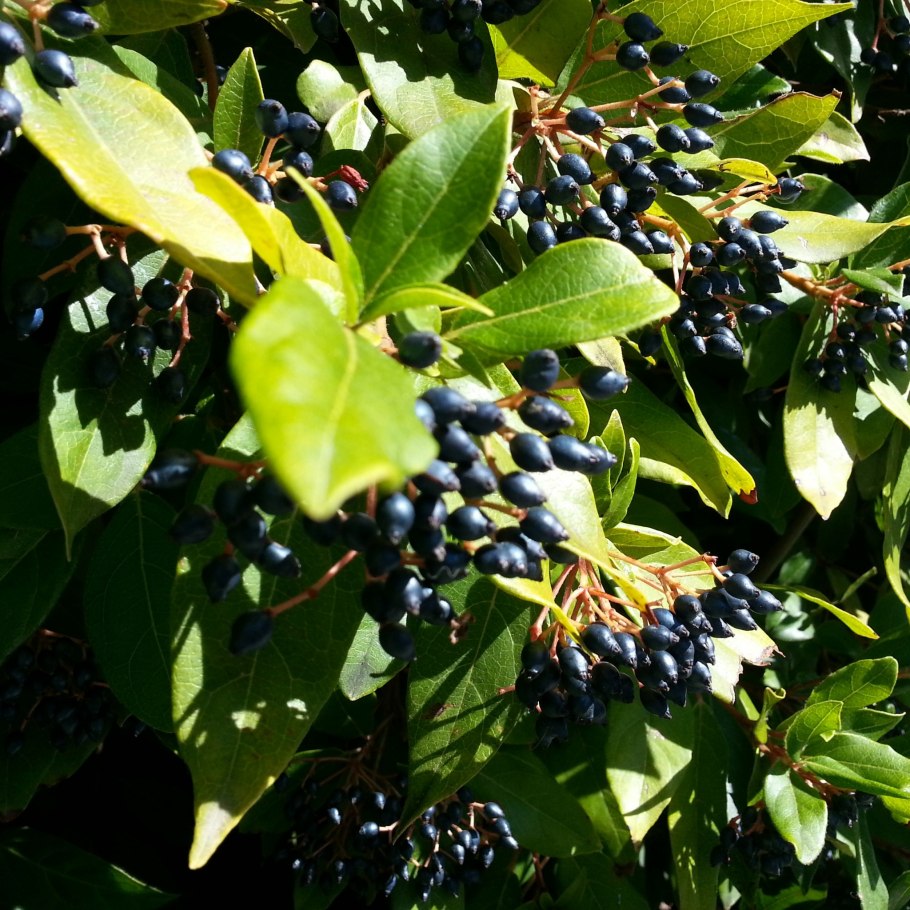 Амурский бархат ягоды